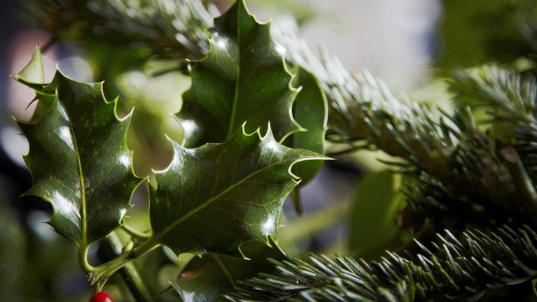 Festive foliage